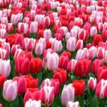 اوریگامی گل لاله