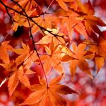 شعر پاییز کلاس صمیمت سال 1402