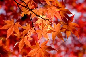 2021 11 autumn photography 1 638bb60c8b369136d458a935