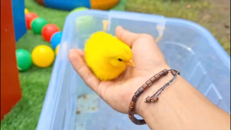 نقاشی جوجه/کلاس دوستی1404